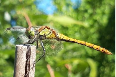 <i>Sympetrum striolatum</i>