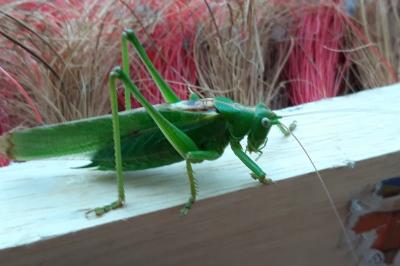 <i>Tettigonia viridissima</i>