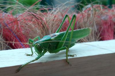 <i>Tettigonia viridissima</i>