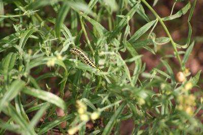 <i>Calophasia lunula</i>
