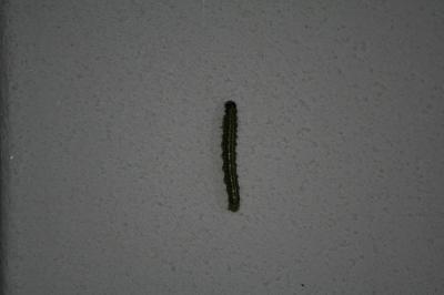 <i>Cydalima perspectalis</i>