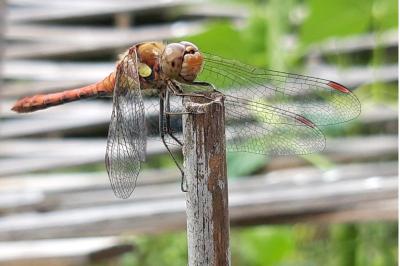 <i>Sympetrum striolatum</i>