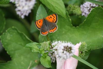 <i>Lycaena phlaeas</i>