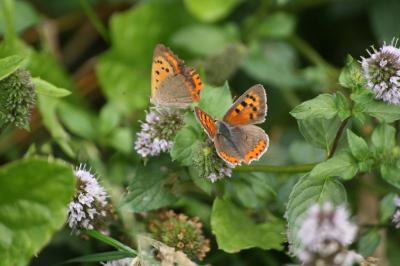 <i>Lycaena phlaeas</i>