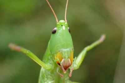 <i>Ruspolia nitidula</i>