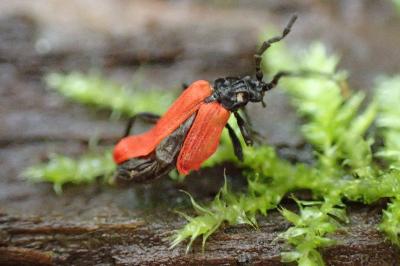 <i>Platycis minutus</i>