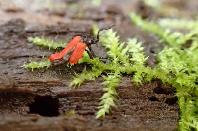 <i>Platycis minutus</i>