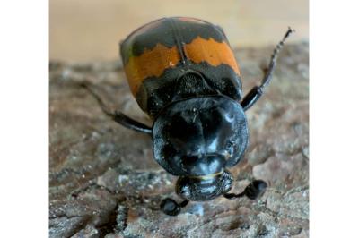<i>Nicrophorus vespilloides</i>
