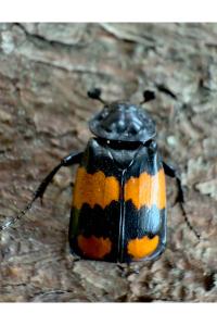 <i>Nicrophorus vespilloides</i>