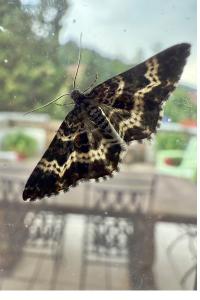 <i>Epirrhoe tristata</i>