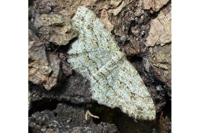 <i>Ectropis crepuscularia</i>