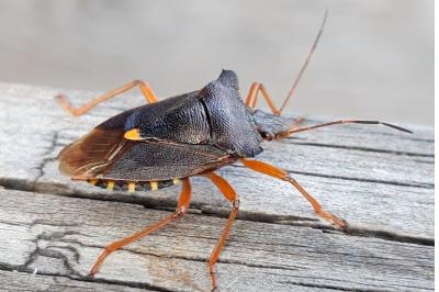 <i>Pentatoma rufipes</i>