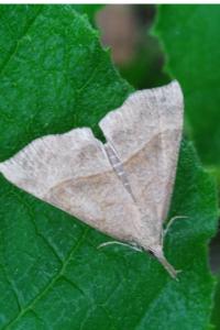 <i>Hypena proboscidalis</i>