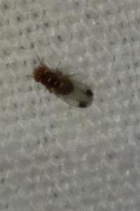 <i>Drosophila</i>