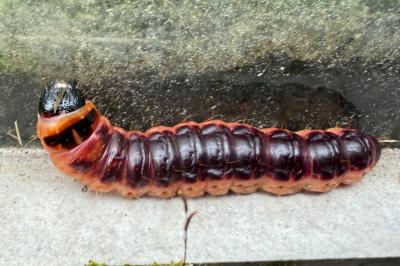 <i>Cossus cossus</i>