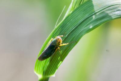 <i>Cicadella viridis</i>