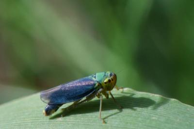 <i>Cicadella viridis</i>