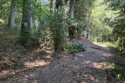 <i>Formica rufa sensu lato</i>