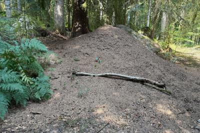 <i>Formica rufa sensu lato</i>