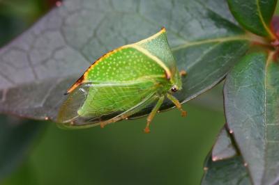 <i>Stictocephala bisonia</i>