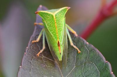 <i>Stictocephala bisonia</i>
