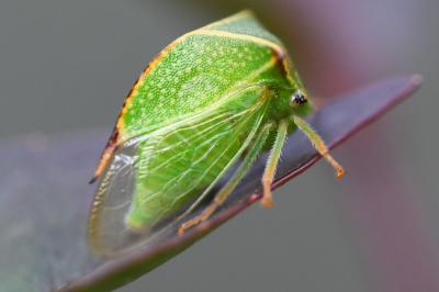 <i>Stictocephala bisonia</i>