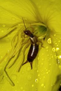 <i>Forficula auricularia</i>