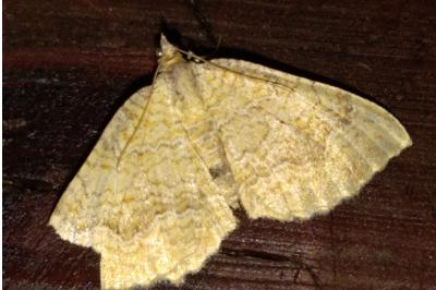 <i>Camptogramma bilineata</i>