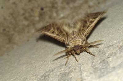 <i>Tholera decimalis</i>