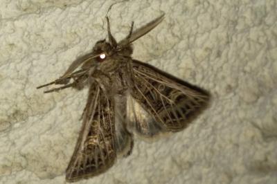 <i>Tholera decimalis</i>