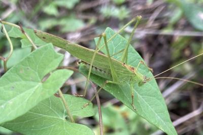 <i>Phaneroptera falcata</i>
