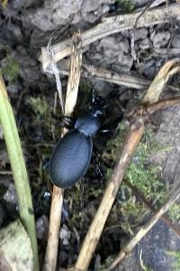 <i>Carabus coriaceus</i>