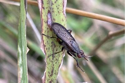 <i>Coremacera marginata</i>