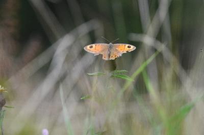 <i>Lasiommata maera</i>