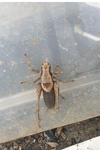 <i>Pholidoptera griseoaptera</i>