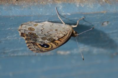 <i>Lasiommata megera</i>