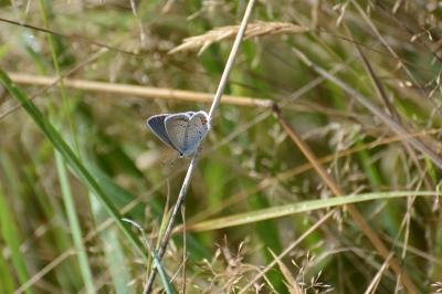 <i>Polyommatus icarus</i>