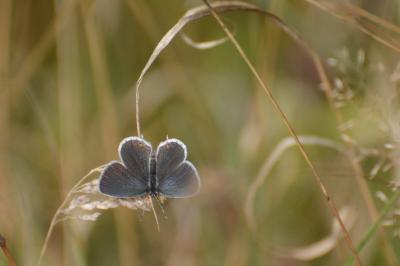 <i>Polyommatus icarus</i>