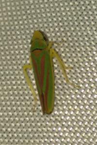 <i>Graphocephala fennahi</i>