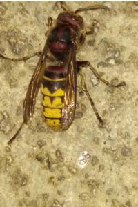 <i>Vespa crabro</i>