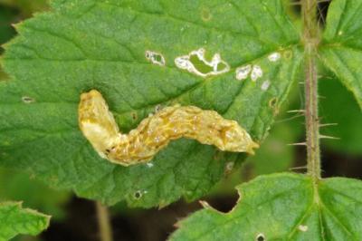 <i>Thyatira batis</i>