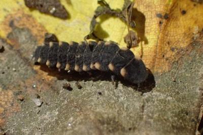 <i>Lampyris noctiluca</i>