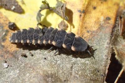 <i>Lampyris noctiluca</i>