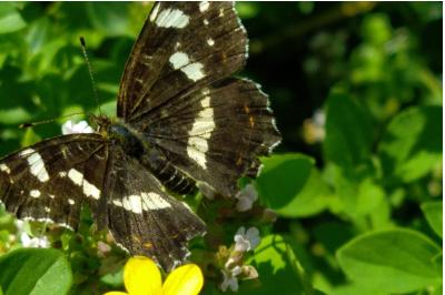 <i>Araschnia levana</i>