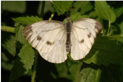<i>Pieris napi</i>