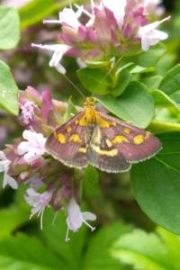 <i>Pyrausta purpuralis</i>