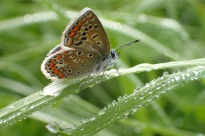 <i>Polyommatus icarus</i>