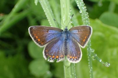 <i>Polyommatus icarus</i>