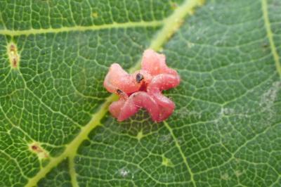 <i>Neuroterus albipes</i>