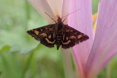 <i>Pyrausta purpuralis</i>